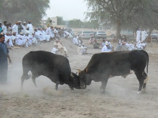 Bullfight3
